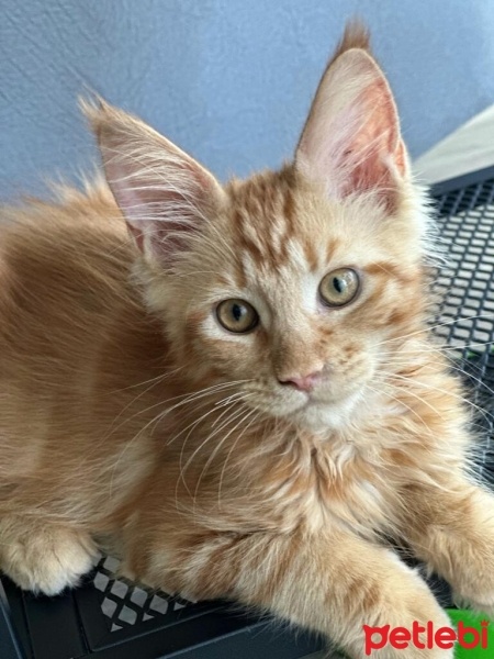 Maine Coon, Kedi  RAGNAROK fotoğrafı