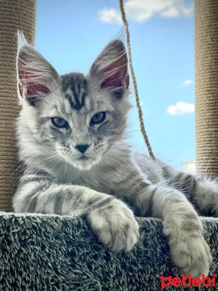 Maine Coon, Kedi  QUIXOTE fotoğrafı
