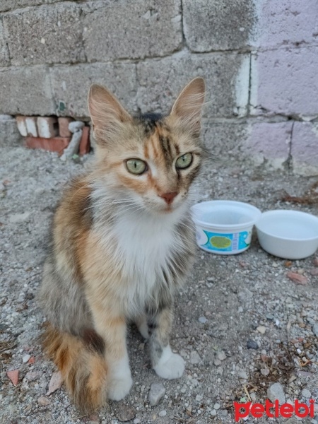 Tekir Kedi, Kedi  Tekir sokak kedis fotoğrafı