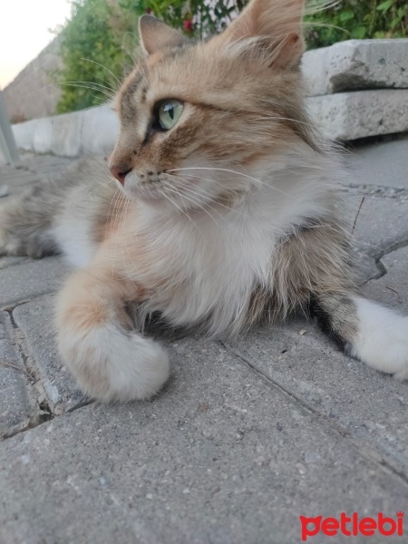 Tekir Kedi, Kedi  Tekir sokak kedis fotoğrafı
