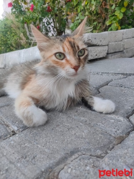 Tekir Kedi, Kedi  Tekir sokak kedis fotoğrafı