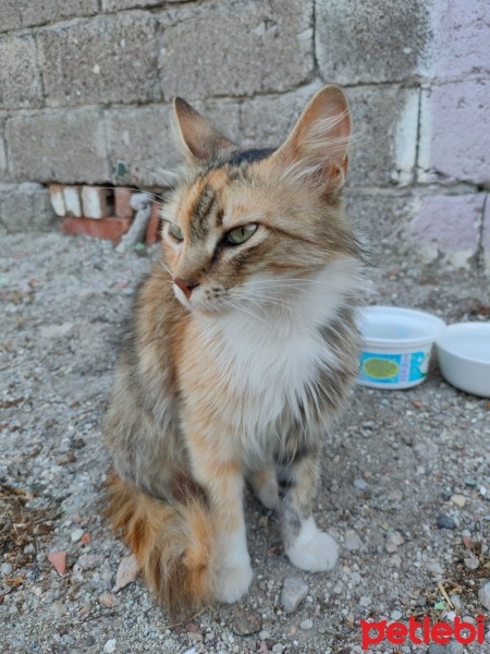 Tekir Kedi, Kedi  Tekir sokak kedis fotoğrafı