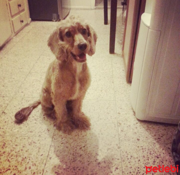 Amerikan Cocker Spaniel, Köpek  Pekmez  fotoğrafı