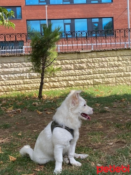 Pomeranyalı, Köpek  papi fotoğrafı