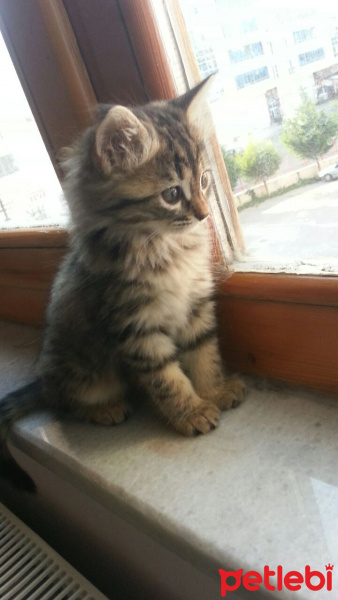 Tekir Kedi, Kedi  Hera fotoğrafı