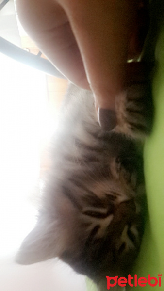 Tekir Kedi, Kedi  Hera fotoğrafı
