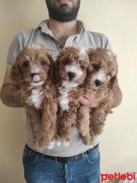 Poodle (Minyatür Kaniş), Köpek  Toy poodle fotoğrafı
