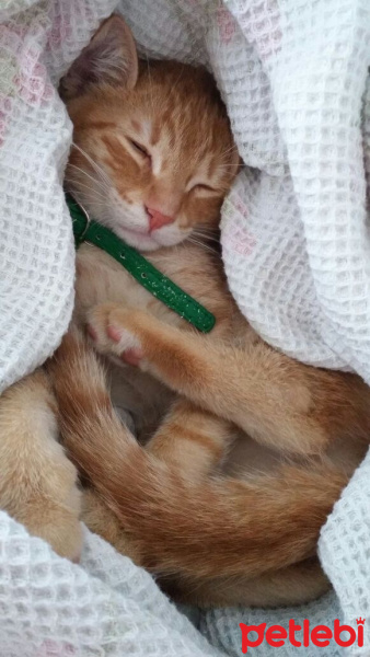 Tekir Kedi, Kedi  Tortor Dumbledore fotoğrafı