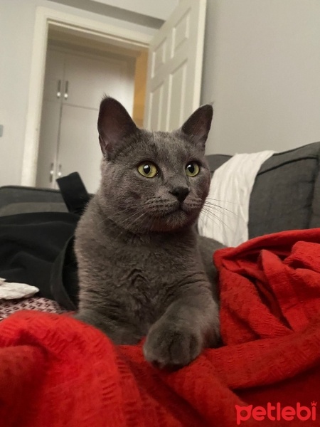 British Shorthair, Kedi  Chucky fotoğrafı