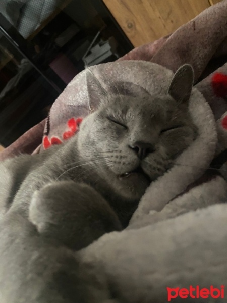 British Shorthair, Kedi  Chucky fotoğrafı