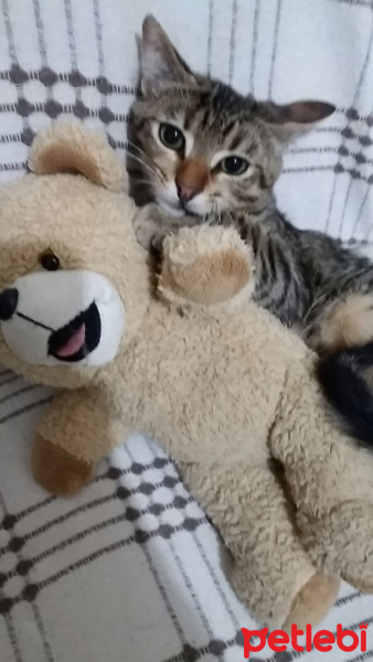 Tekir Kedi, Kedi  Kırikıri fotoğrafı