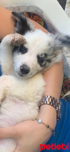 Border Collie, Köpek  Odin fotoğrafı