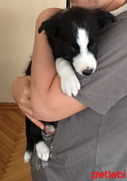 Border Collie, Köpek  Asya fotoğrafı