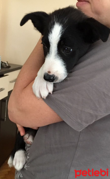 Border Collie, Köpek  Asya fotoğrafı