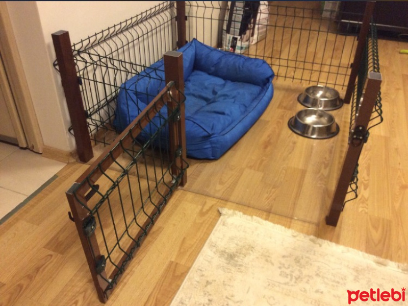 Border Collie, Köpek  Asya fotoğrafı