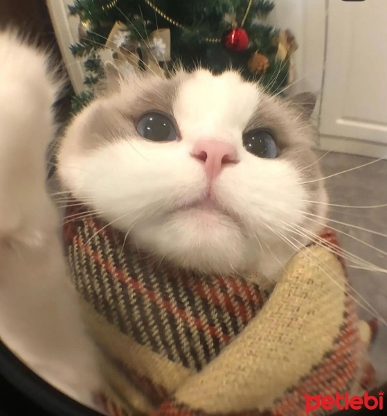 Scottish Fold, Kedi  Gölge fotoğrafı