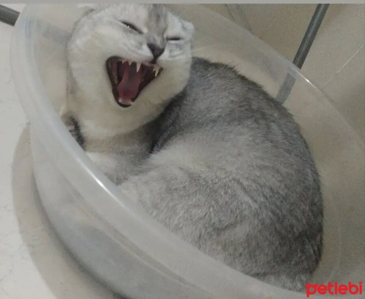 Scottish Fold, Kedi  Gölge fotoğrafı
