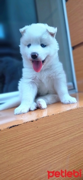 Sibirya Kurdu (Husky), Köpek  AMON fotoğrafı