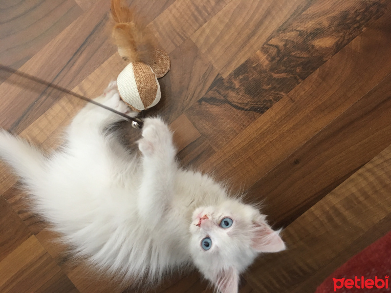 İran Kedisi (Persian), Kedi  zıpır fotoğrafı