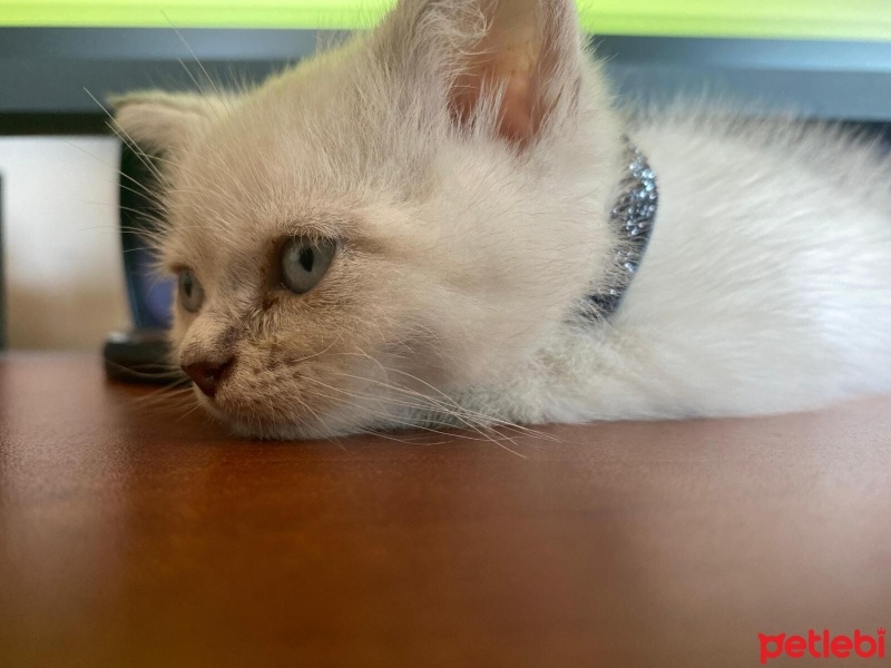 British Shorthair, Kedi  pamuk fotoğrafı