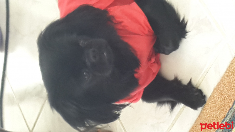 Pekingese, Köpek  Zeytin fotoğrafı