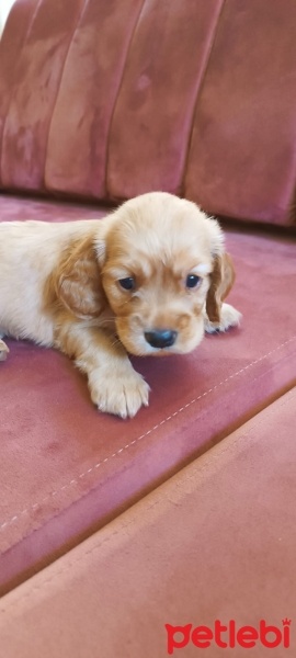 İngiliz Cocker Spaniel, Köpek  Badem fotoğrafı