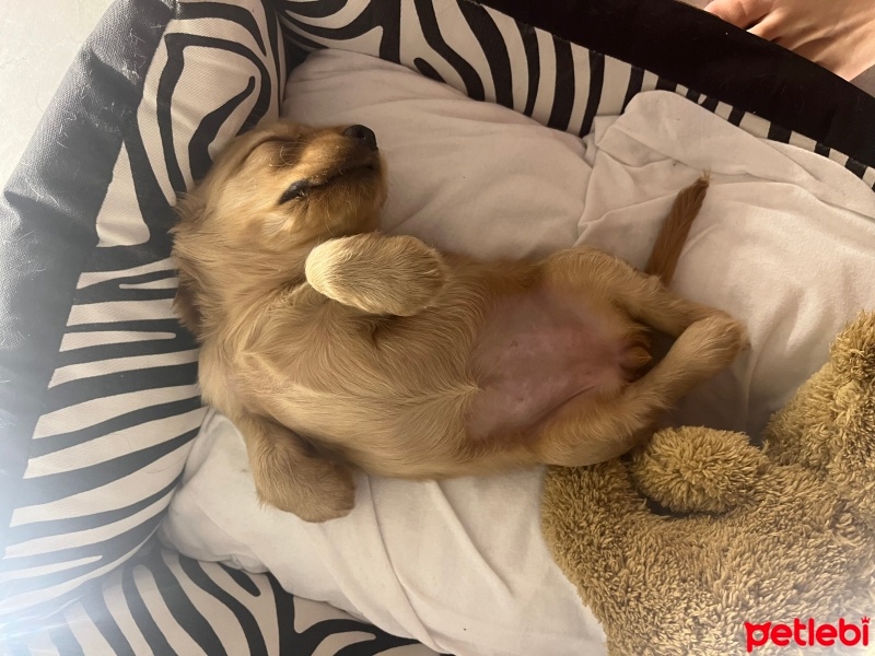 İngiliz Cocker Spaniel, Köpek  Badem fotoğrafı