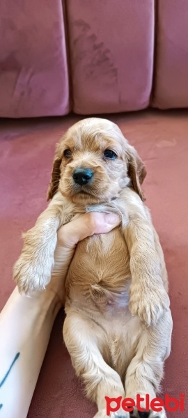 İngiliz Cocker Spaniel, Köpek  Badem fotoğrafı