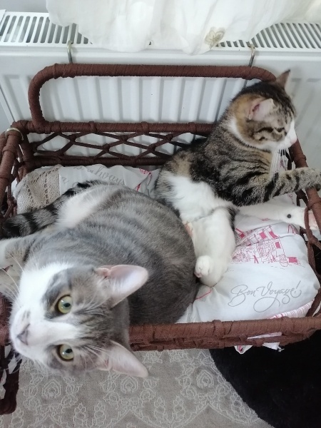 Tekir Kedi, Kedi  Güney barbie barbaros şirine umut fotoğrafı