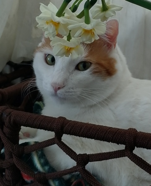 Tekir Kedi, Kedi  Güney barbie barbaros şirine umut fotoğrafı