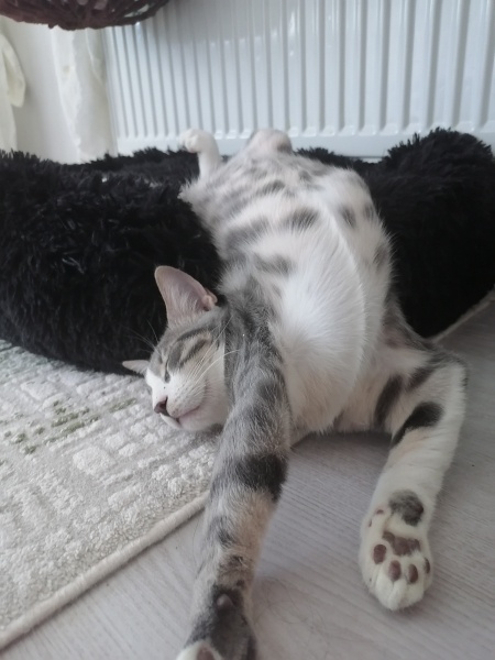 Tekir Kedi, Kedi  Güney barbie barbaros şirine umut fotoğrafı