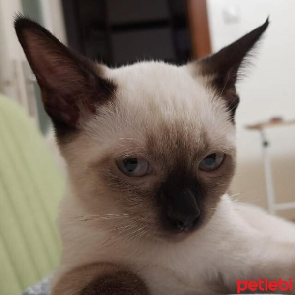 Siyam Kedisi, Kedi  Şippo fotoğrafı