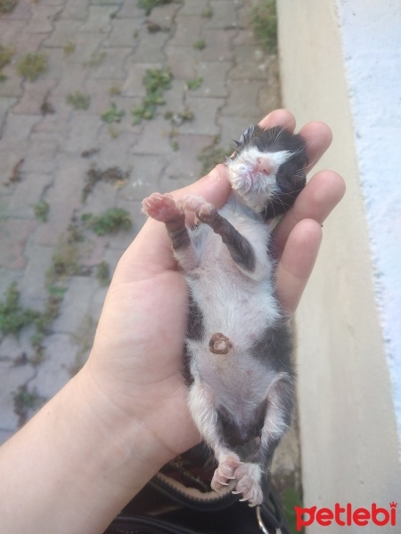 Tekir Kedi, Kedi  Minik fotoğrafı