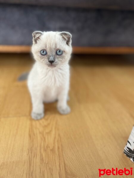 Scottish Fold, Kedi  Fındık fotoğrafı