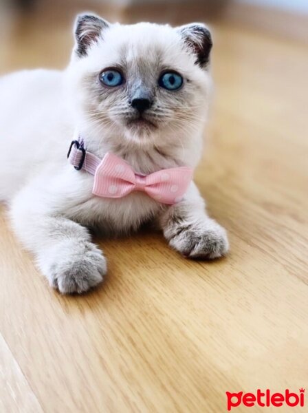 Scottish Fold, Kedi  Fındık fotoğrafı