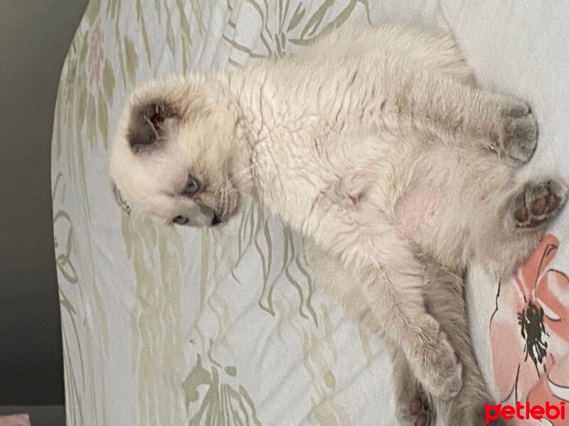 Scottish Fold, Kedi  Fındık fotoğrafı