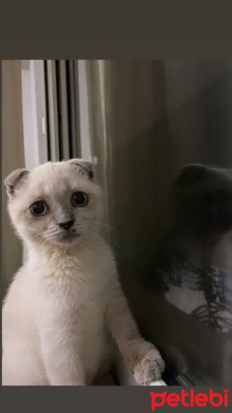 Scottish Fold, Kedi  Fındık fotoğrafı