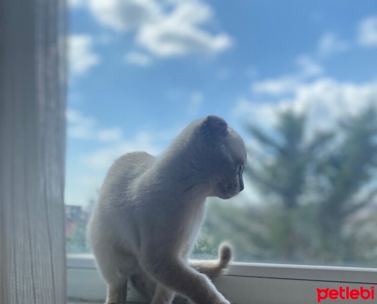 Scottish Fold, Kedi  Fındık fotoğrafı