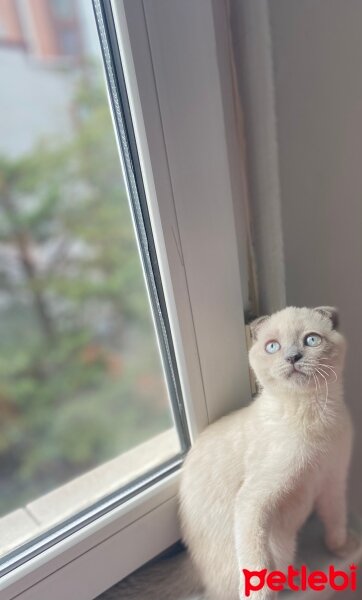 Scottish Fold, Kedi  Fındık fotoğrafı