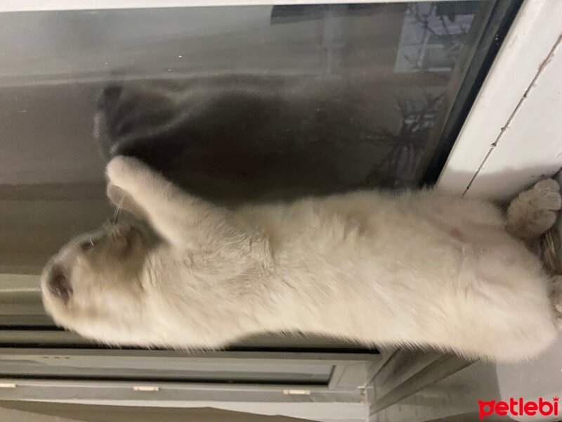 Scottish Fold, Kedi  Fındık fotoğrafı