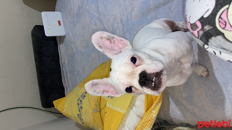 Fransız Bulldog, Köpek  Maya fotoğrafı
