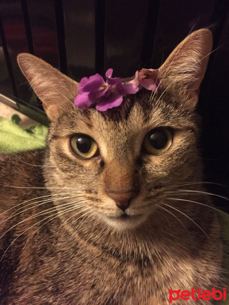 Tekir Kedi, Kedi  Duman fotoğrafı
