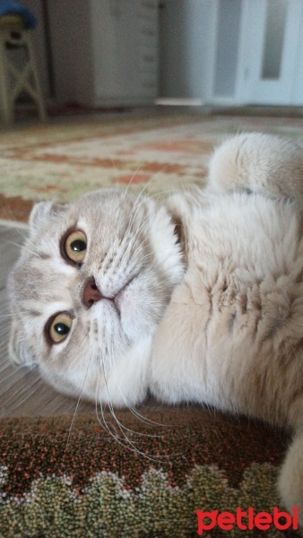 Scottish Fold, Kedi  Lattesu fotoğrafı