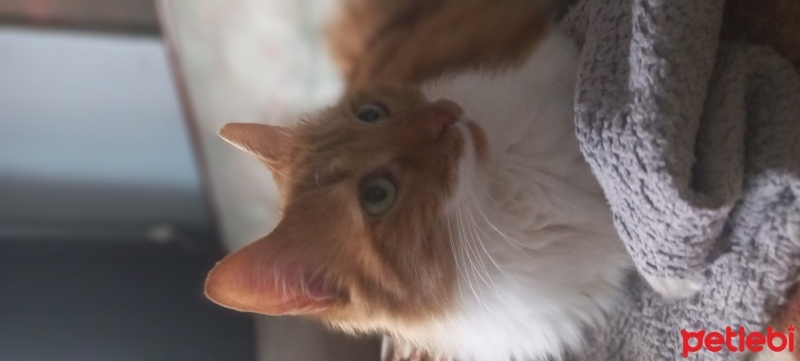 Sarman, Kedi  Miya fotoğrafı