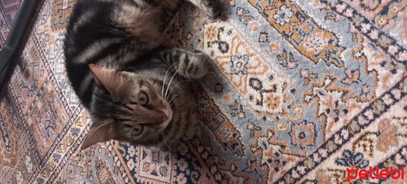 Tekir Kedi, Kedi  Tiger fotoğrafı