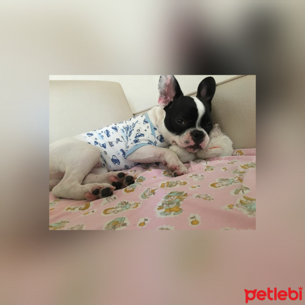 Fransız Bulldog, Köpek  Korsan fotoğrafı