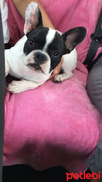 Fransız Bulldog, Köpek  Korsan fotoğrafı