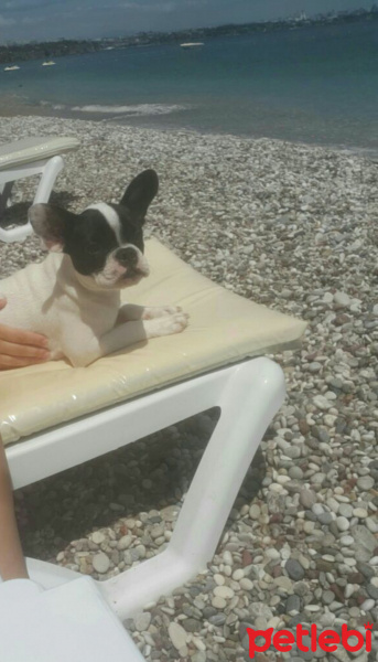 Fransız Bulldog, Köpek  Korsan fotoğrafı