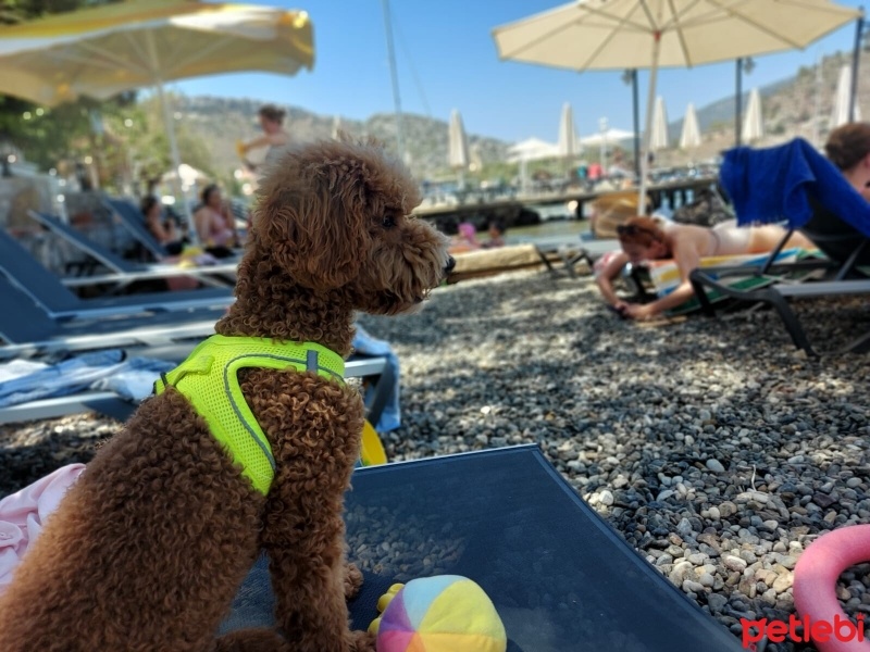 Poodle(Standart Kaniş), Köpek  Oscar fotoğrafı