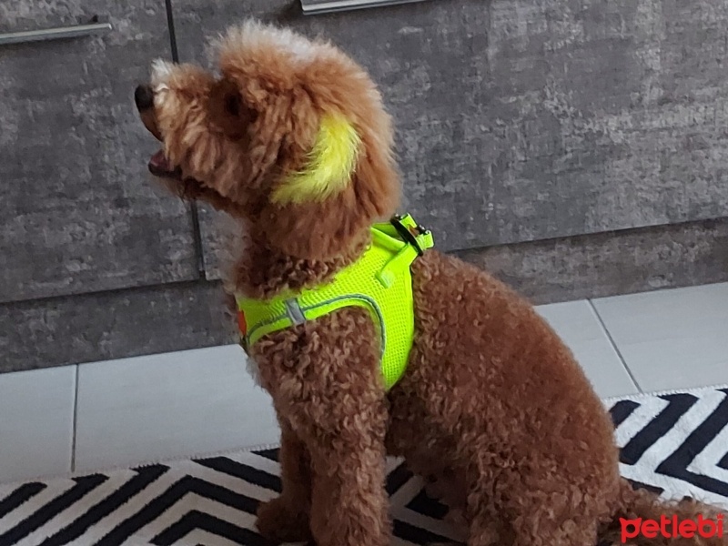 Poodle(Standart Kaniş), Köpek  Oscar fotoğrafı